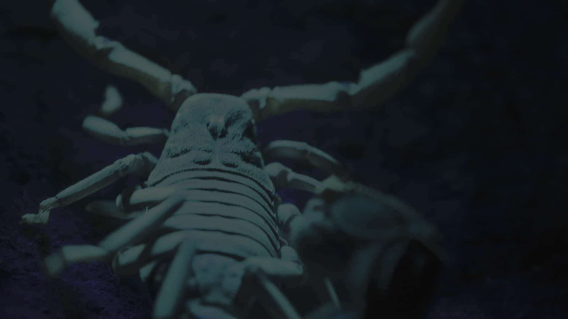A scorpion picked out in blue light, a graphic from How Do Animals Do That?