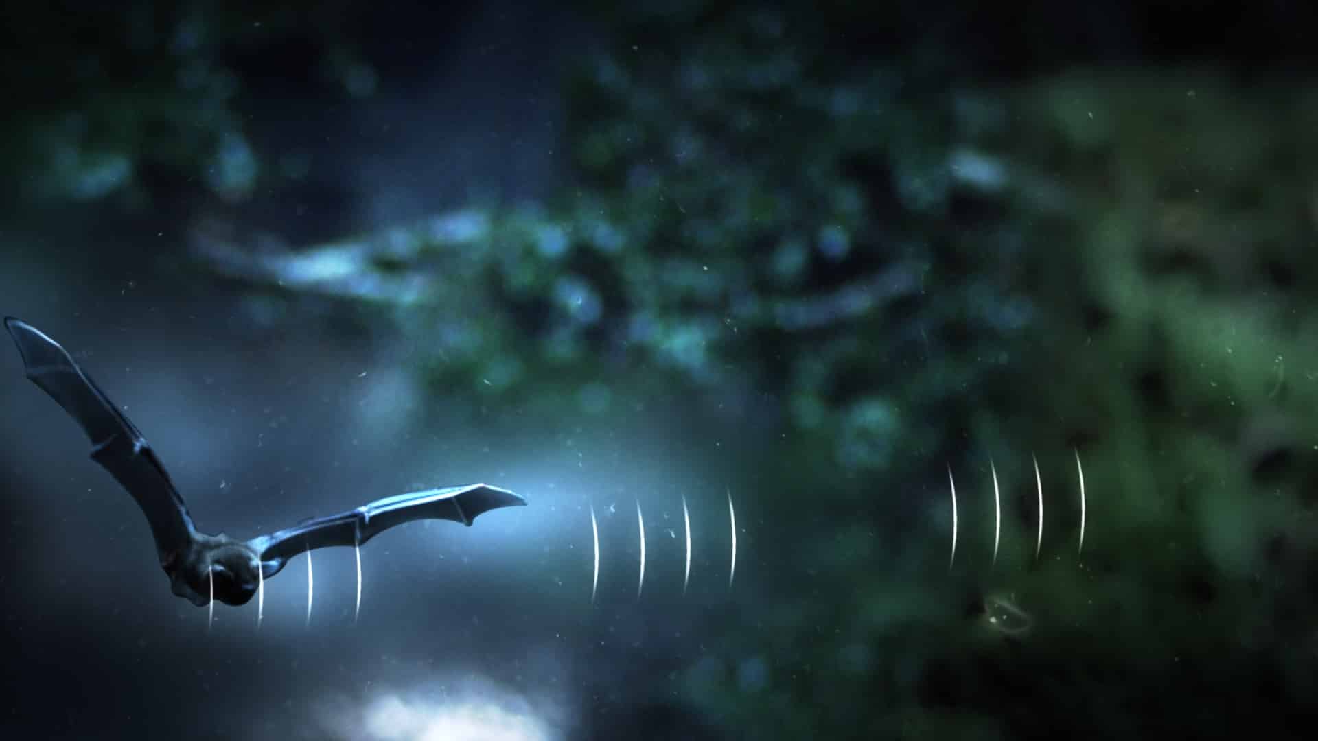 A bat in flight with sonar graphics, from How Do Animals Do That?