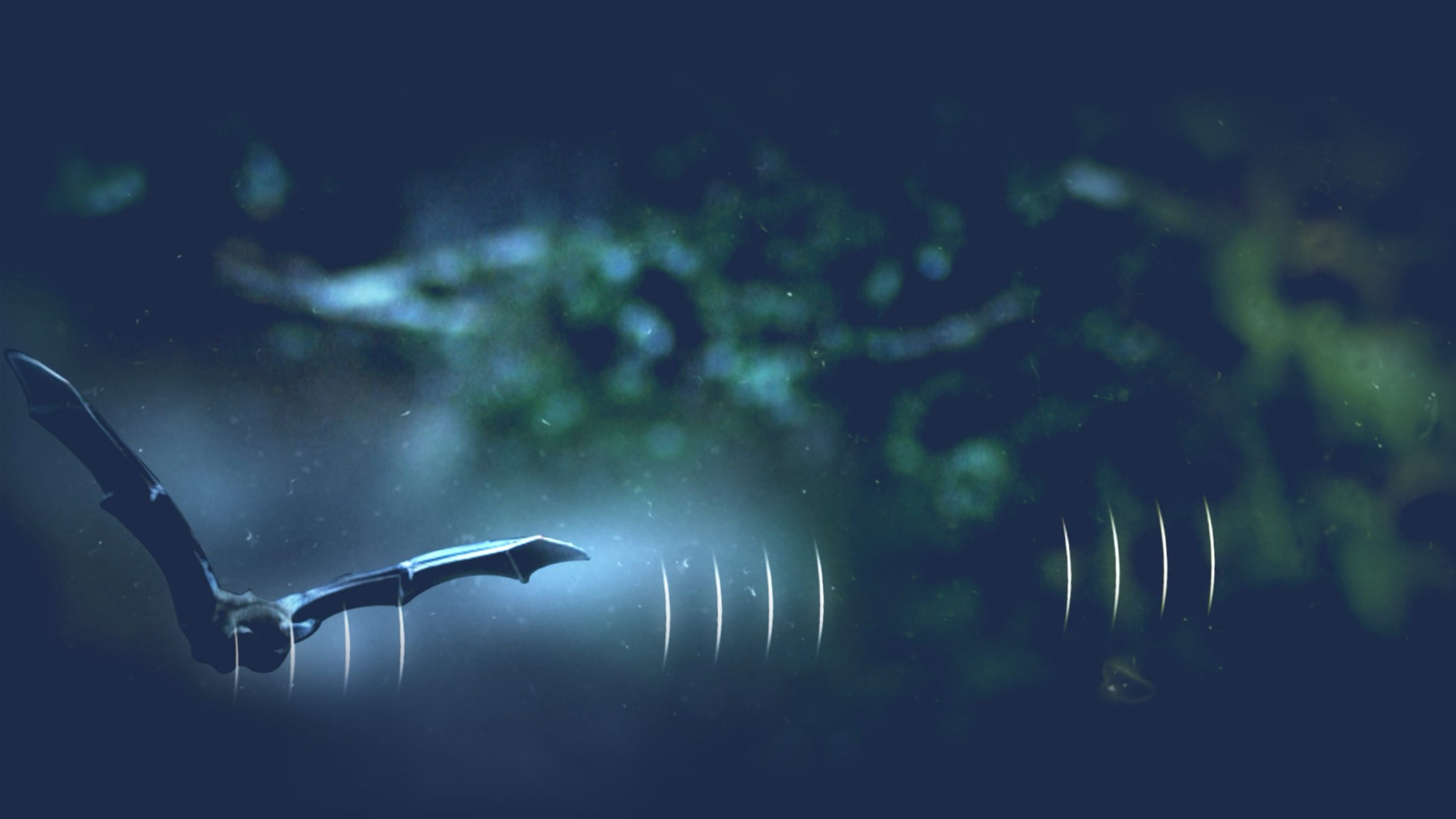 A bat in flight surrounded by animated sonar rings, from the series graphics for How Do Animals Do That?