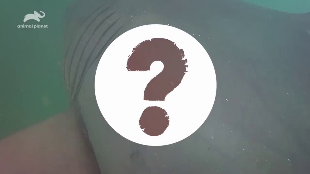Play the sneak peek for How Do Animals Do That?