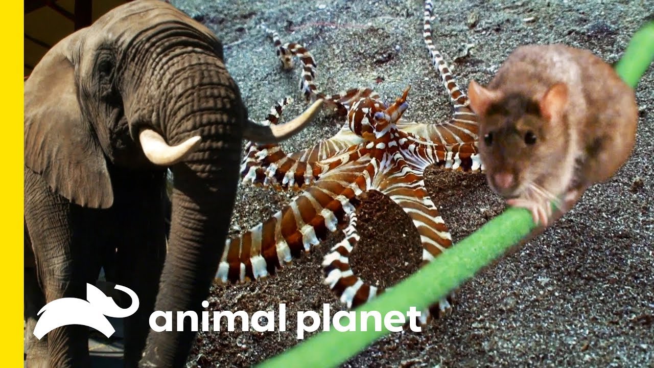 Play a compilation of the most incredible animal facts from How Do Animals Do That?