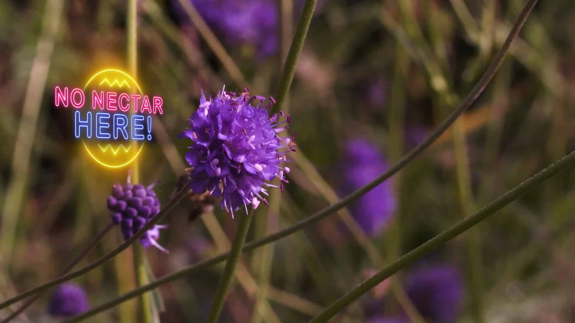 Still from How Do Animals Do That? on Animal Planet (1 of 7)