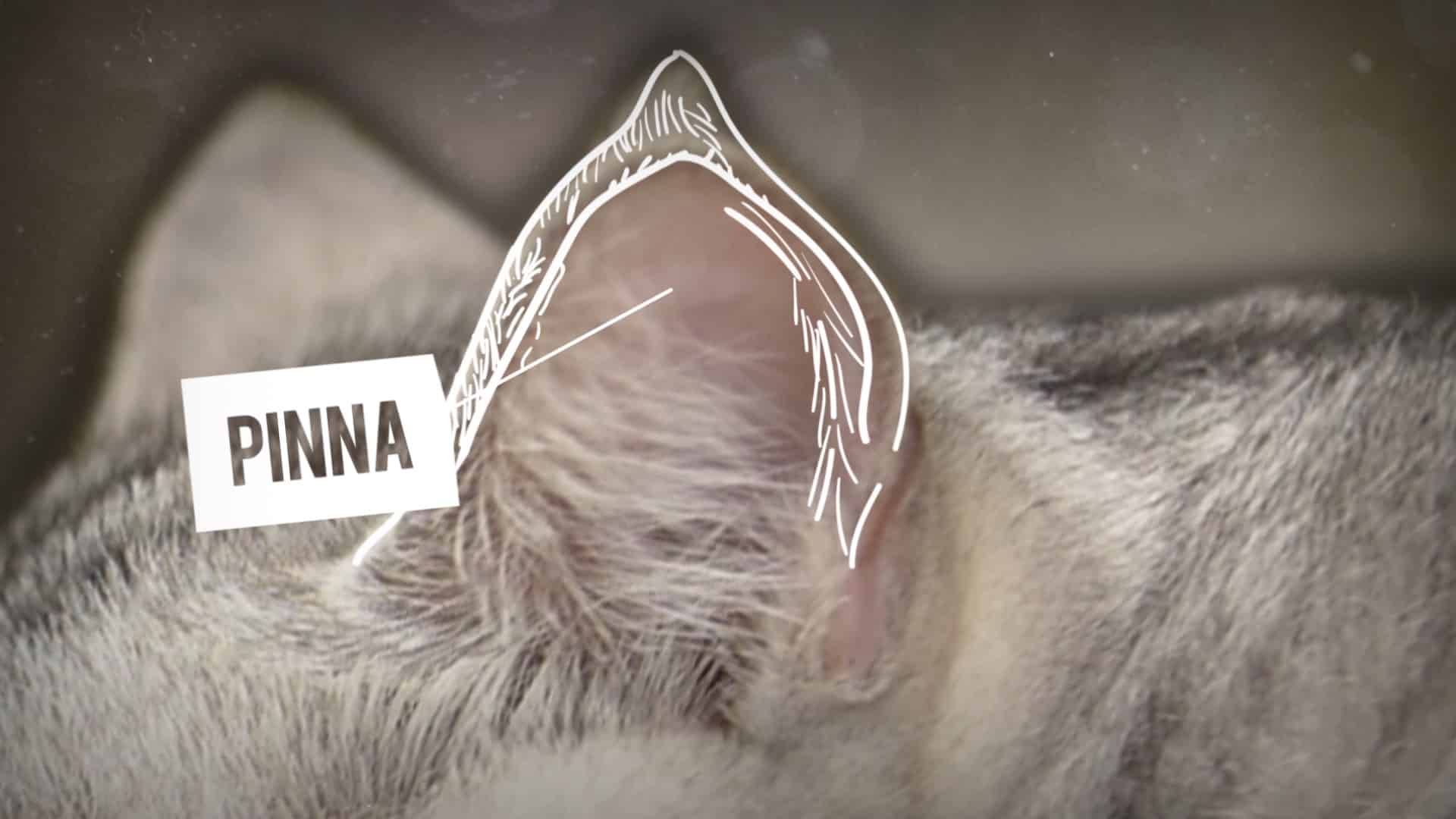 Still from How Do Animals Do That? on Animal Planet (2 of 7)