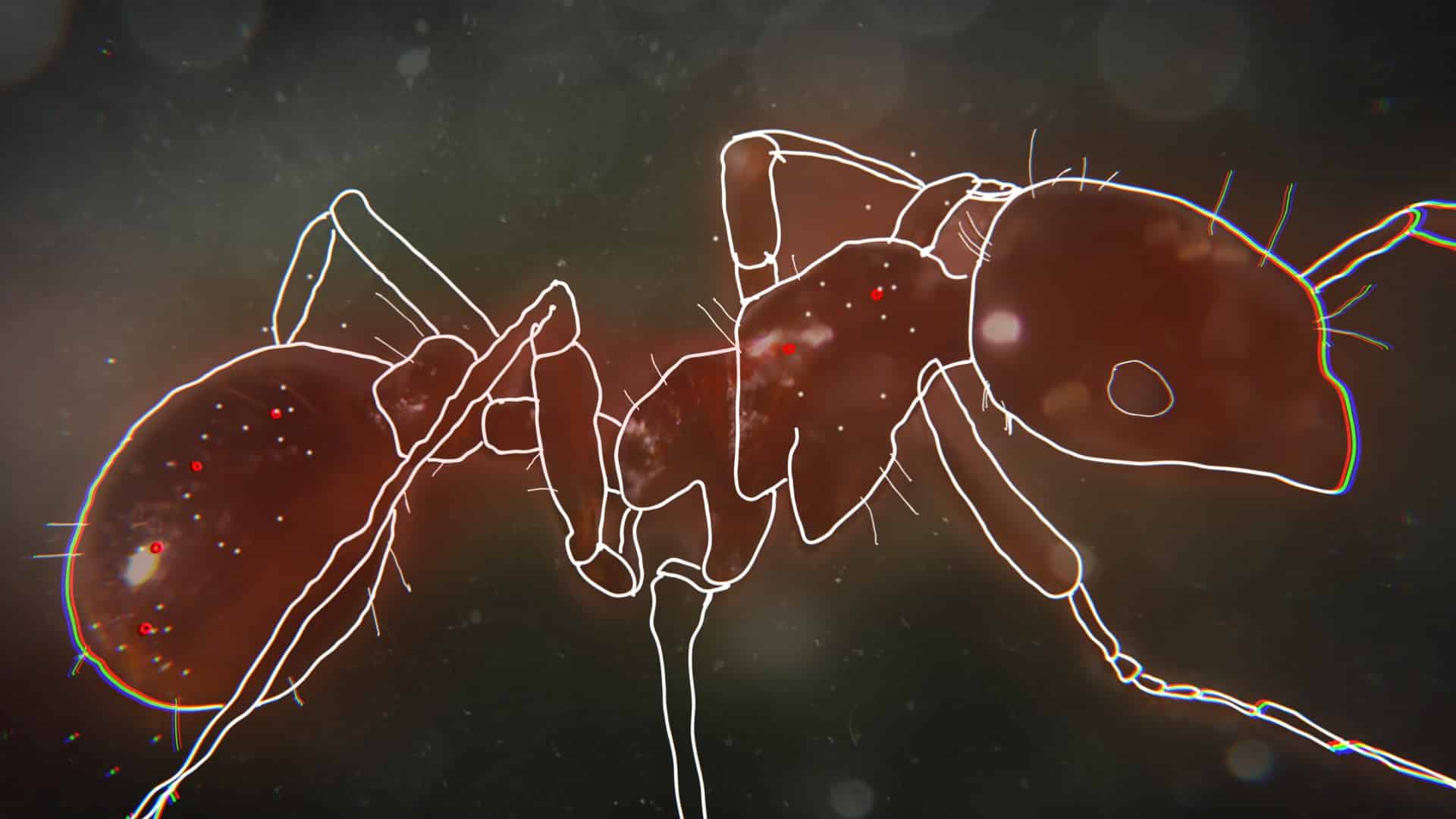 Still from How Do Animals Do That? on Animal Planet (5 of 7)
