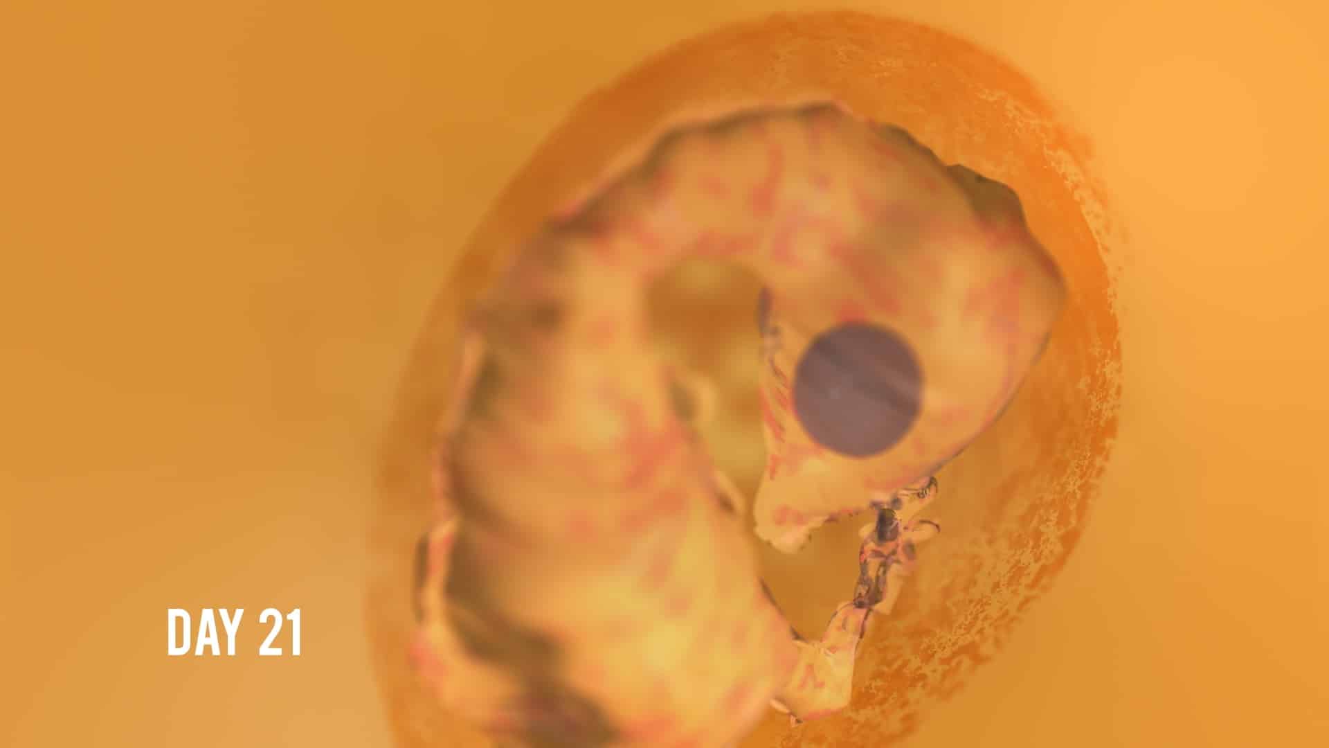 Still from How Do Animals Do That? on Animal Planet (7 of 7)