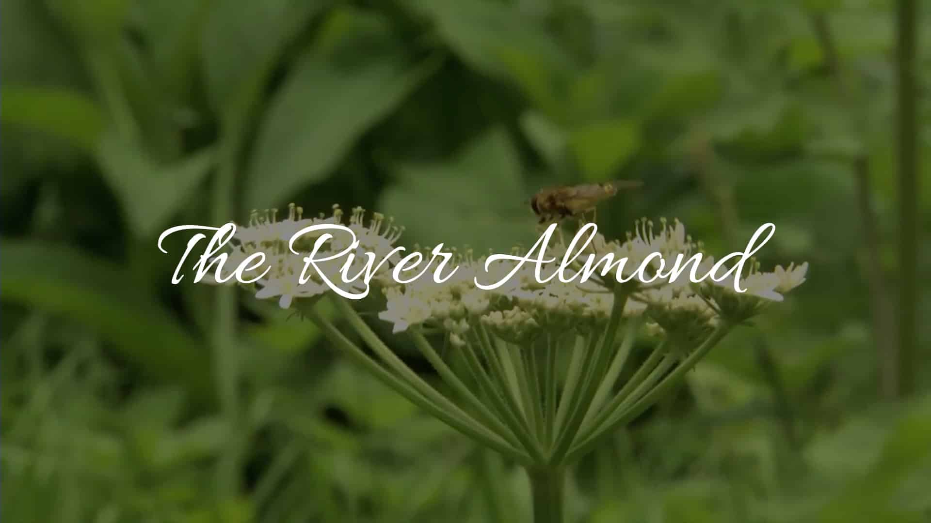 Poster frame from The River Almond for N/A