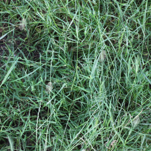 Grass Textures