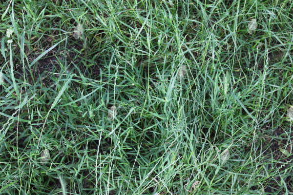 Grass Textures