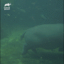 How Do Animals Do That – Hippo