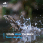 How Do Animals Do That – Jesus Lizard