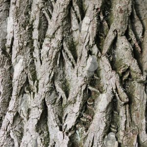 Bark Textures